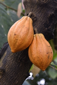 Kakao, Theobroma cacao