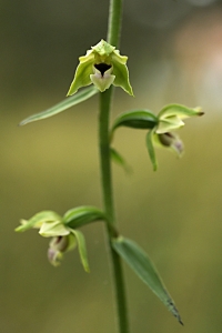 Kal knipprot, Epipactis phyllanthes