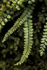 Kalksvartbräken, Asplenium trichomanes ssp. quadrivalens