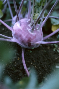 Kålrabbi, Brassica oleracea var. gongylodes