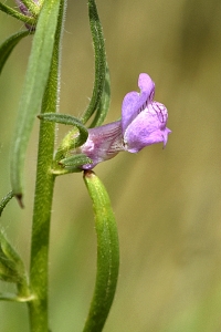 Kalvnos, Misopates orontium