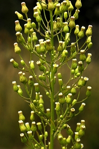 Kanadabinka, Conyza canadensis, binka, binkor, ogräsbinkor
