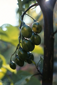 Känguruäpple, Solanum laciniatum