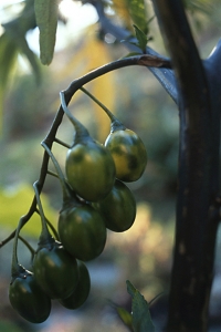 Känguruäpple, Solanum laciniatum