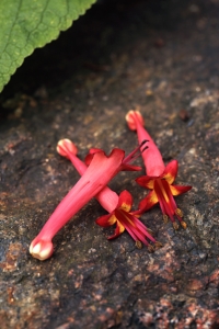 Kapfackla, Phygelius capensis