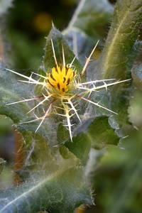 Kardbenedikt, Centaurea benedicta