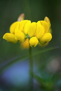 Käringtand, Lotus corniculatus
