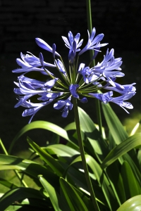 Kärlekslilja, Afrikas blå lilja, Agapanthus praecox