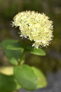 Kärleksört, Hylotelephium telephium