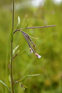 Kärrdunört, Epilobium palustre, dunört, dunörter