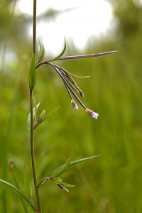 Kärrdunört, Epilobium palustre, dunört, dunörter