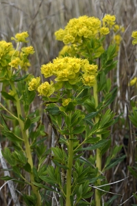 Kärrtörel, Euphorbia palustris