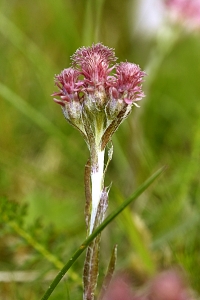Kattfot, Antennaria dioica