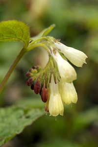 Kaukasisk vallört, Symphytum grandiflorum, Symphytum ibericum