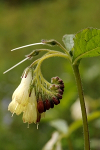 Kaukasisk vallört, Symphytum grandiflorum, Symphytum ibericum