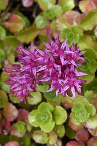 Kaukasiskt fetblad, Phedimus spurius, Sedum spurium