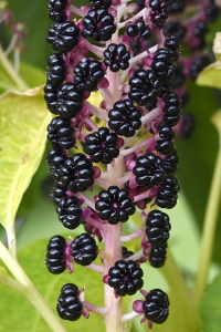 Kermesbär, Phytolacca acinosa