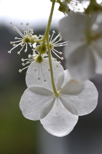 Klätterhortensia, Hydrangea anomala