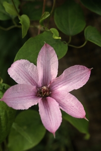 Klematis, 'Hagley hybrid'