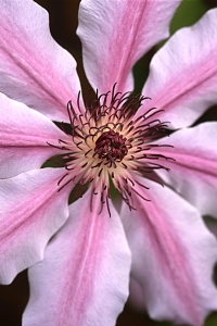 Klematis, clematis
