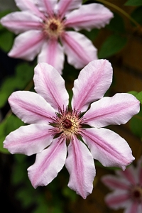 Klematis, clematis