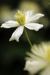 Klematis ´Summer Snow`, Clematis fargesoides