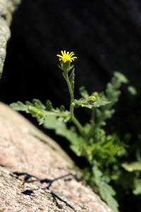 Klibbkorsört, Senecio viscosus, korsört