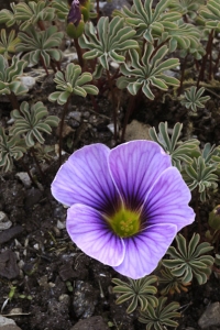 Klippoxalis ´Patagonia`, Oxalis enneaphylla