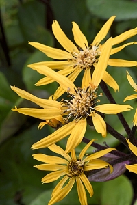 Klippstånds, Ligularia dentata