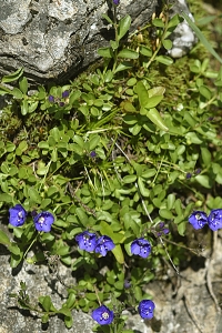 Klippveronika, Veronica fruticans