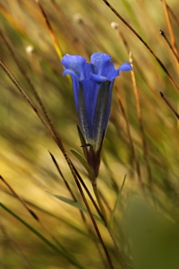 Klockgentiana, Gentiana pneumonanthe