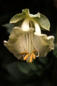 Klockranka, 'Alba', Cobaea scandens