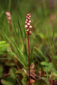 Klotpyrola, Pyrola minor