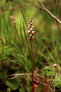 Klotpyrola, Pyrola minor