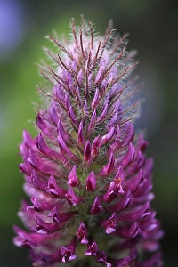 Purpurklöver, Trifolium rubens, purpureum