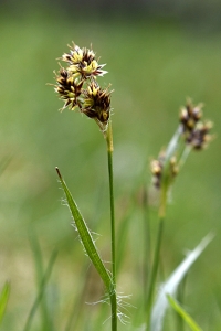 Knippfryle, Luzula campestris, fryle