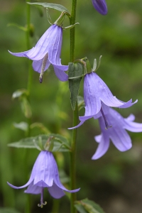 Knölklocka, Campanula rapunculoides