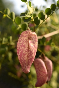 Kopparblåsärt, Colutea orientalis, blåsärt