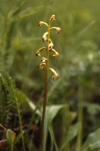 Korallrot, Corallorhiza trifida