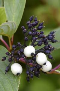 Rysk kornell, Cornus alba