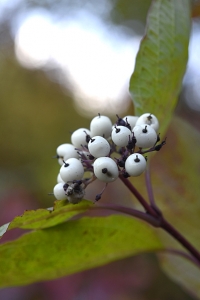 Videkornell, Cornus sericea, kornell