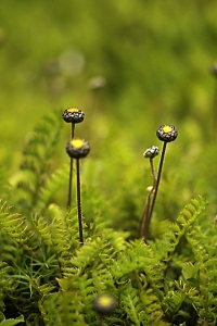 Kotula, Cotula coronopifolia