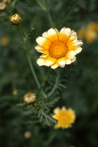 Kranskrage, Glebionis coronaria, Chrysanthemum coronarium, Tunf Hao, Shungiku
