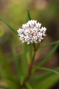 Kranssidenört, Asclepias verticillata