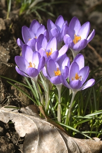Snökrokus, Crocus tommasinianus