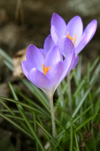 Snökrokus, Crocus tommasinianus