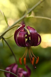 Krollilja, Lilium martagon, kroll-lilja