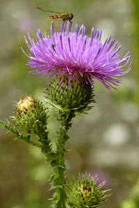 Krustistel, Carduus crispus