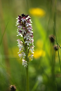 Krutbrännare, Neotinea ustulata