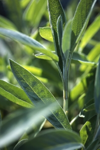Kryddsalvia, Salvia officinalis